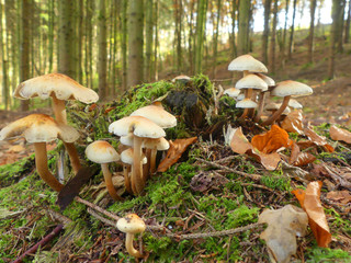 Champignons - forêt © Youri