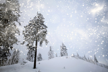 Trees covered with snow in the mountains
