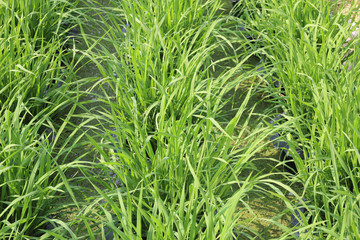 green paddy rice field with water