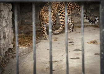 Fotobehang Panter huge menacing leopard look