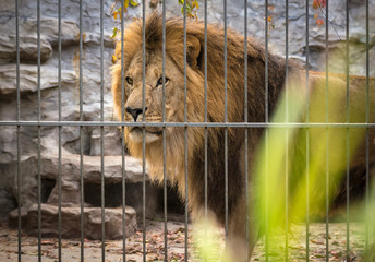  lion with a mane in a cage.