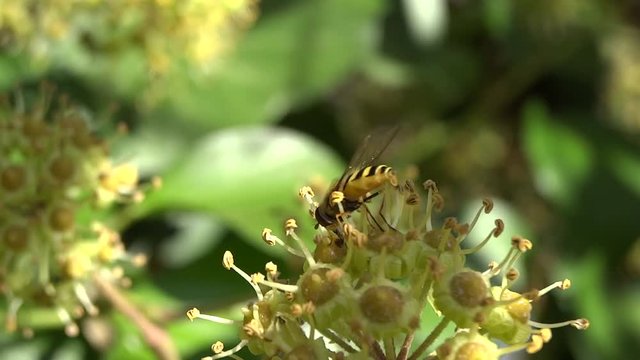 Syrphe sur fleur de lierre.