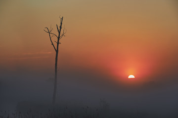 Zaschnięte drzewo w porannej mgle podczas wschodu słońca - obrazy, fototapety, plakaty