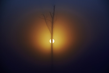 Zaschnięte drzewo w porannej mgle podczas wschodu słońca, odlatujące stado ptaków - obrazy, fototapety, plakaty