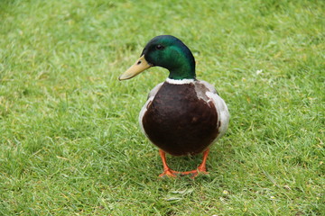 A Beautiful Mallard Duck Standing on a Grass Bank.