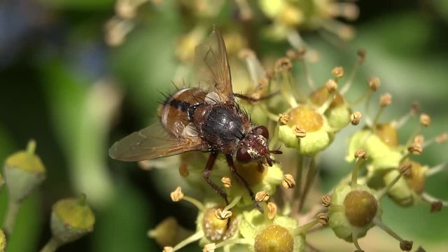 Mouche sur fleur de lierre.