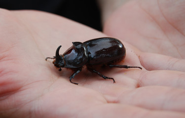 Жук-Носорог/European rhinoceros beetle on a man's hand