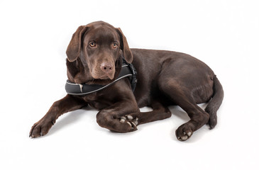 Shot of a brown labrador in front of a white background 