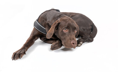 Shot of a brown labrador in front of a white background 