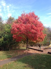 Fall Color