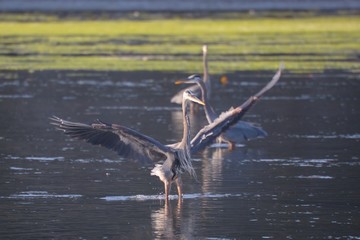 Great Blue Heron