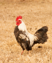 Handsome brown and white speckled bantam rooster against dry winter grass background