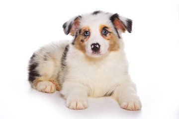 Puppy Australian Shepherd (isolated on white)