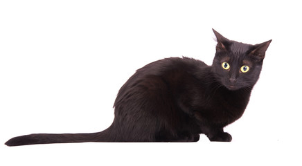 Black cat with a bewildered look on her face, on white