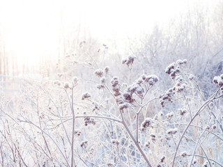 winter background. spikelets covered with frost