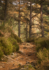 A portrait image of an autumnal forest trail in the Scottish highlands.