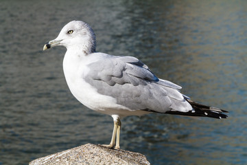 Seagull