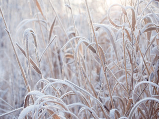 winter background. spikelets covered with frost