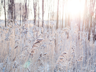 winter background. spikelets covered with frost