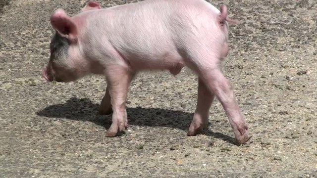 Piglet wondering in a farm
