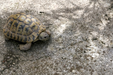 Small tortoise (Cryptodira) walking outdoor. Selective focus.
