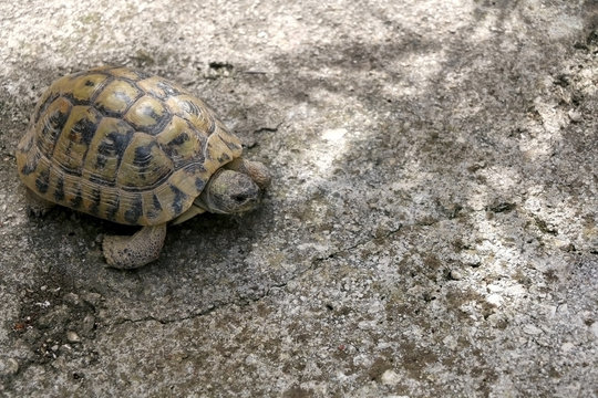 Small tortoise (Cryptodira) walking outdoor. Selective focus.
