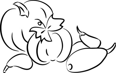 Sketh of pumpkin and eggplant
