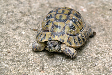 Small tortoise (Cryptodira) walking outdoor. Selective focus.
