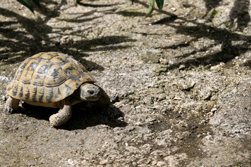 Small tortoise (Cryptodira) walking outdoor. Selective focus.
