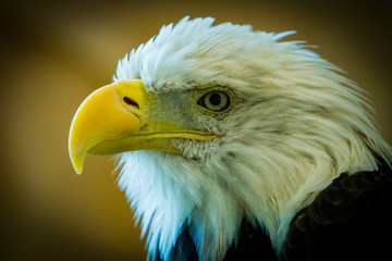 Fototapeta premium Bald Eagle