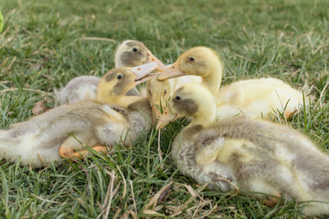 Duckling Gossip
