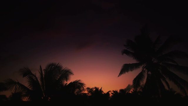 Tropical palm tree silhouette after sunset with copy space.