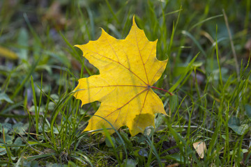 autumn leaves on gras