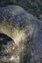 Tree trunk in the woods