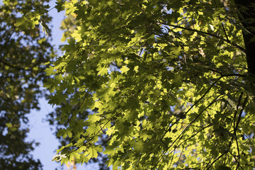 green forest