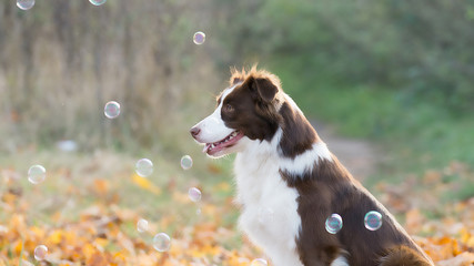Hund spielt mit seifenblasen. 