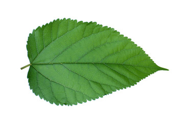  Mulberry leaf on white background