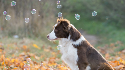 Hund spielt mit Seifenblasen. 