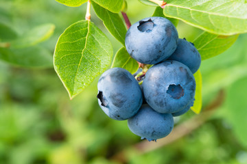 Fresh Organic Blueberries on the bush. close up - obrazy, fototapety, plakaty