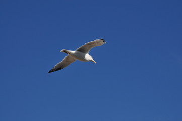 l'île de Ré à vélo