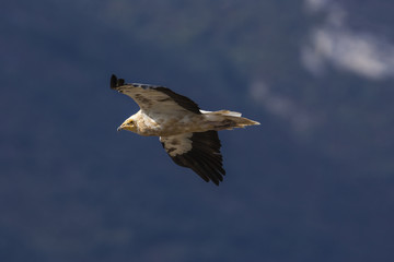 A Egyptian vulture flying against the bottom of a mountainside. Neophron percnopterus.