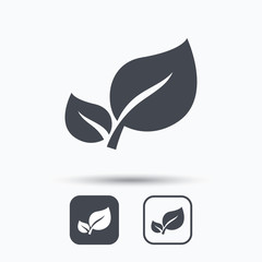 Leaf icon. Fresh organic product symbol. Square buttons with flat web icon on white background. Vector