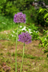 Wild garlic flowers violet flowers on a green lawn.

