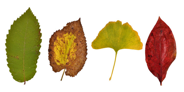 Blätter im Herbst, Blatt, Herbst