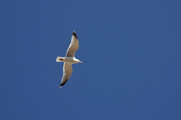 l'île de Ré à vélo