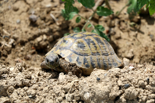 Small tortoise (Cryptodira) walking in a garden. Selective focus.