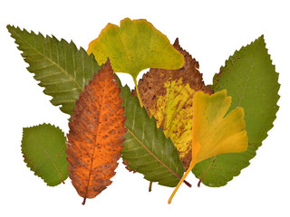 Blätter im Herbst, Blatt, Herbst