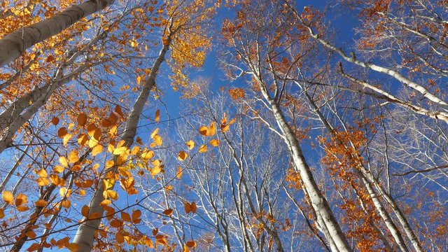 
Autumn forest. Orange leaves on the tops of beech trees on the background of blue sky. 