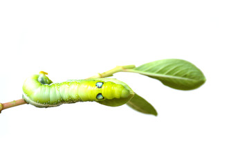 Caterpillar, Big green worm, Giant green worm on white background