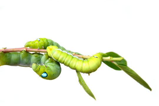 Caterpillar, Big green worm, Giant green worm on white background